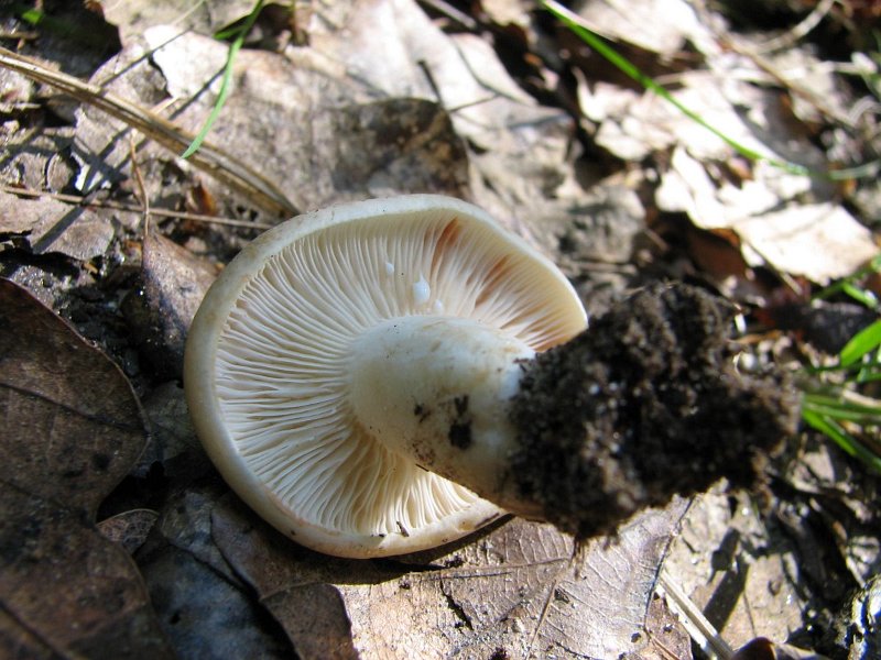 Lactarius azonites